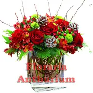 Floraria Anthurium Flowers