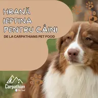 Hrană ieftină și de calitate pentru câinele tău