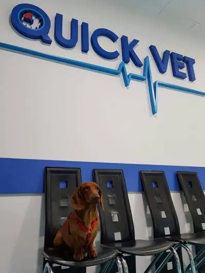 Quick Vet