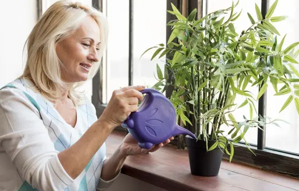 Care este cea mai bună apă pentru plantele de apartament?